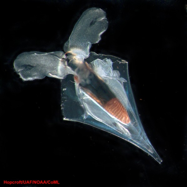 Census of Marine Zooplankton - Exploring the Deep Sargasso Sea