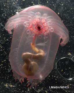 pink sea cucumber