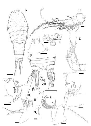 Dactylopusioides malleus